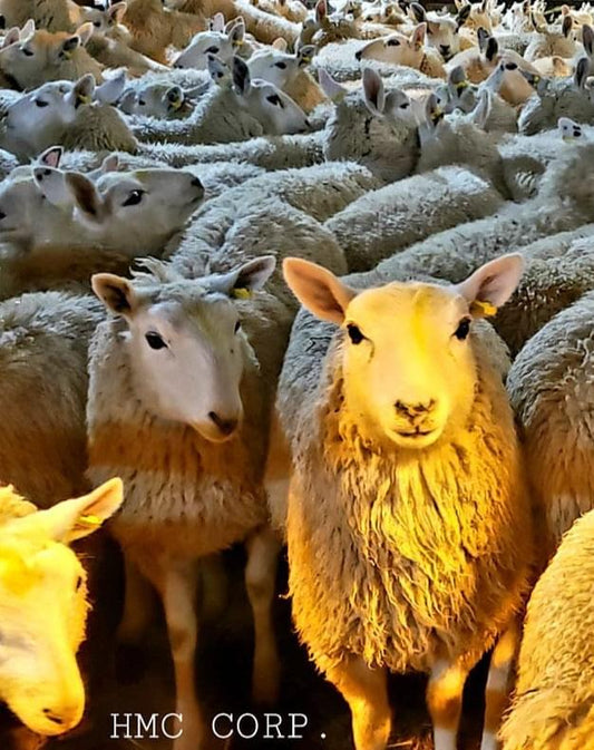 Lamb / Sheep Aqeeqa Udhiyya(45 to 50 pounds Gross weight)