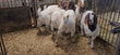 Goat Aqeeqa Udhiyya(40 to 45 pounds Gross weight )