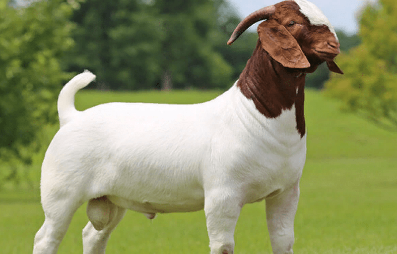 Goat Qurbani Udhiyya (40 to 45 pounds Gross weight )